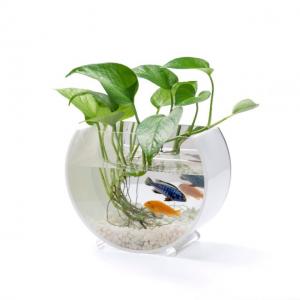Mini acrylic fish tank for home decoration China Manufacturer